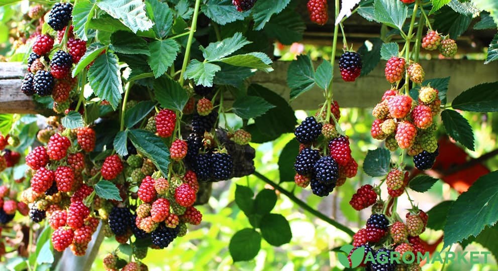 ehevika2-min.jpg ehevika2-min.jpg