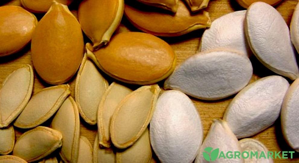 semena4-min.jpg semena4-min.jpg