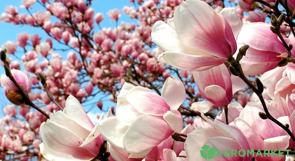 magnoliya1-min.jpg magnoliya1-min.jpg