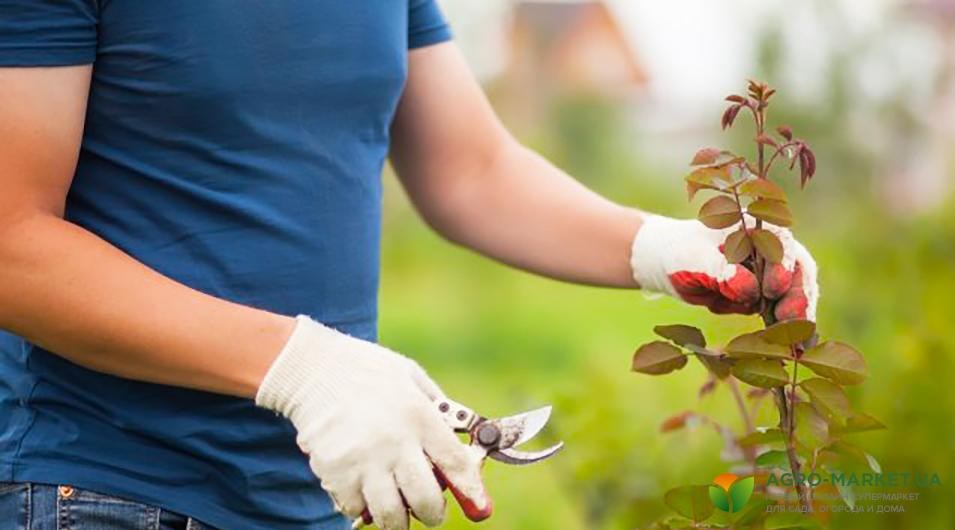 obrezka roz.jpg obrezka roz.jpg