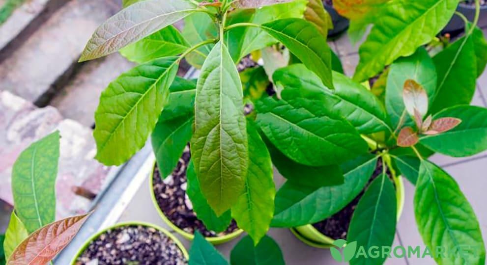 avacado3-min.jpg avacado3-min.jpg