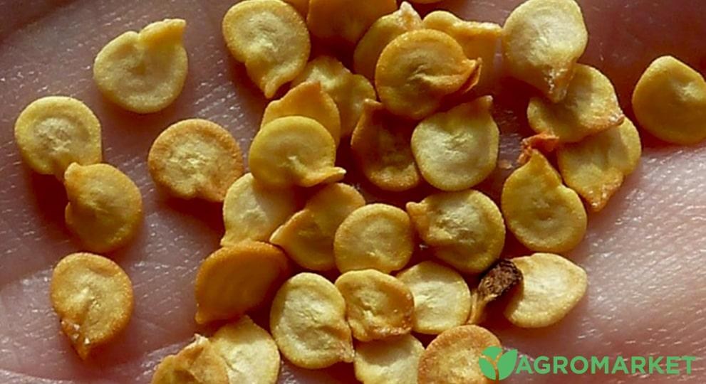 semena3-min.jpg semena3-min.jpg