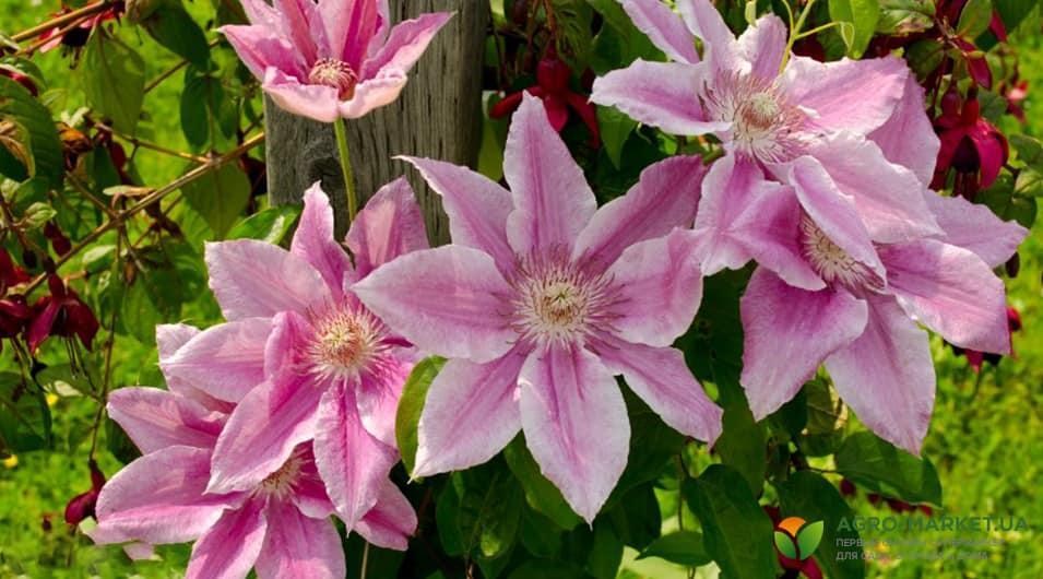 clematis4-min.jpg