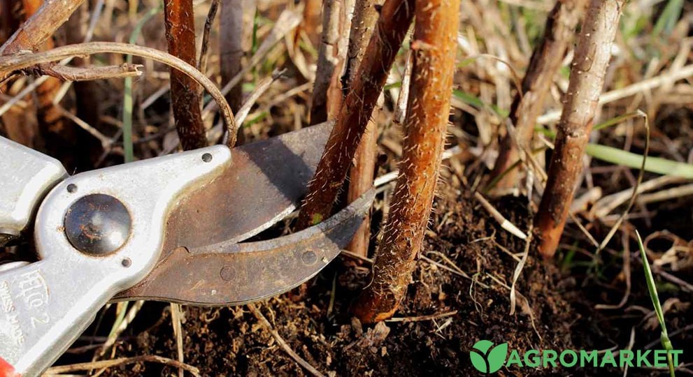 ehevika4-min.jpg ehevika4-min.jpg