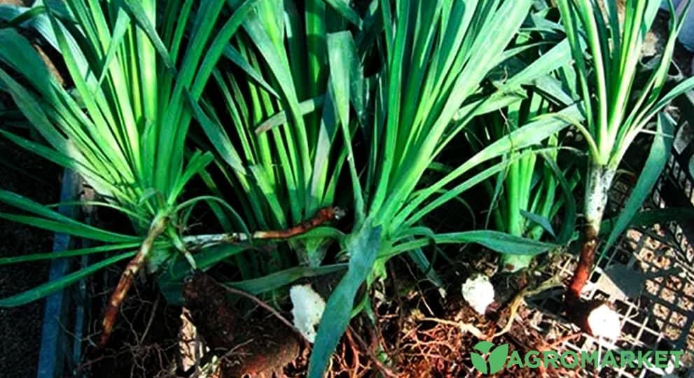 ykka3-min.jpg ykka3-min.jpg