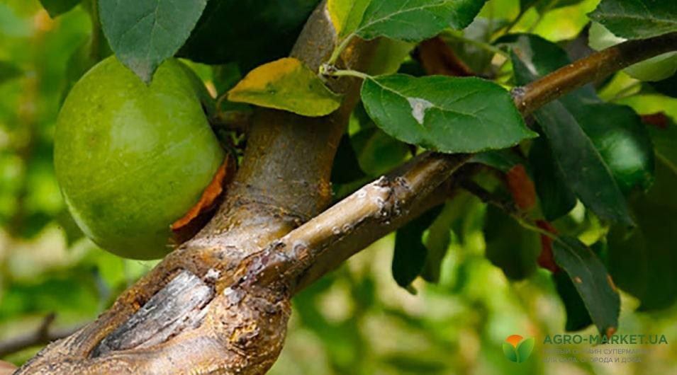 privivka-min.jpg privivka-min.jpg