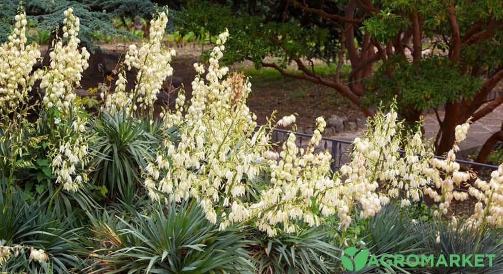 ykka1-min.jpg ykka1-min.jpg