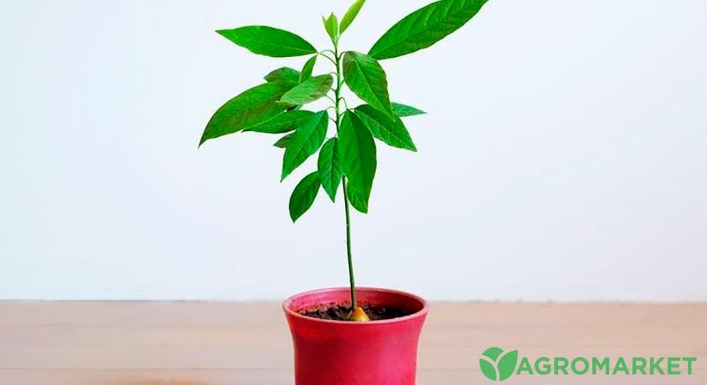 avacado4-min.jpg avacado4-min.jpg