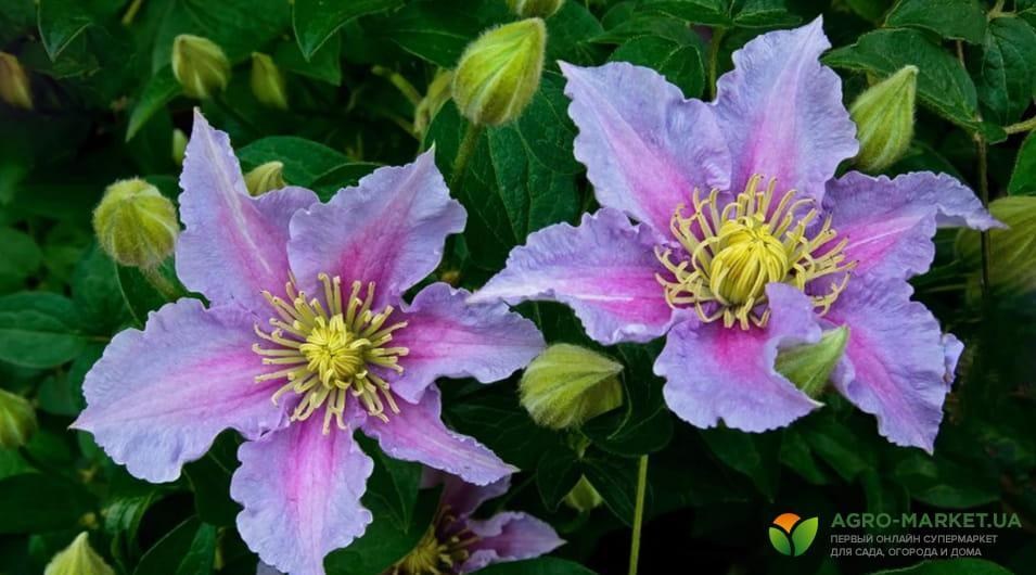 clematis3-min.jpg