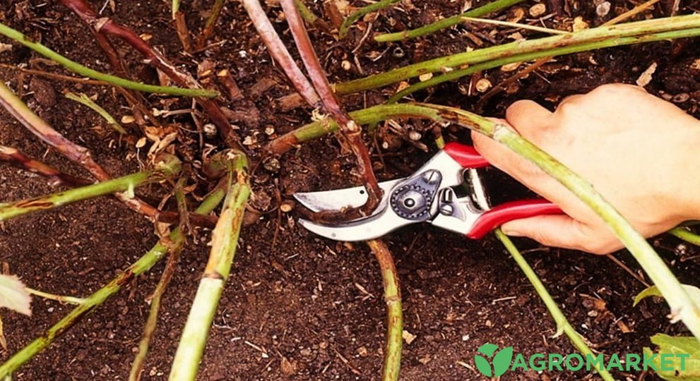 ehevika1-min.jpg ehevika1-min.jpg