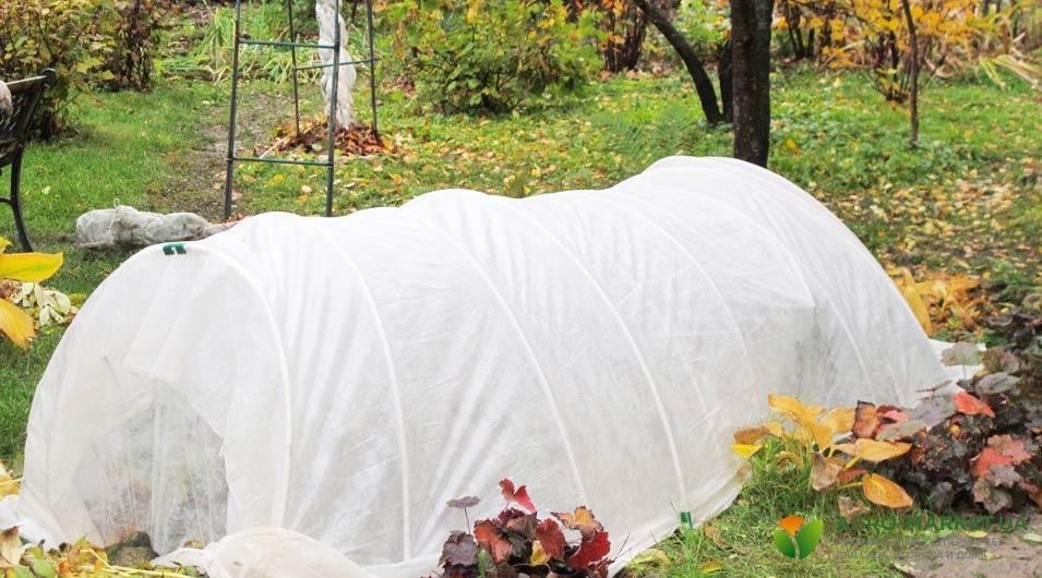 multiflora8.jpg multiflora8.jpg