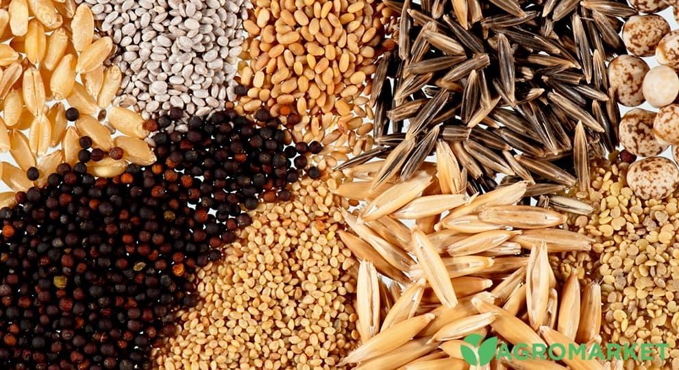 semena2-min.jpg semena2-min.jpg