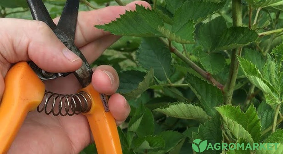 ehevika3-min.jpg ehevika3-min.jpg