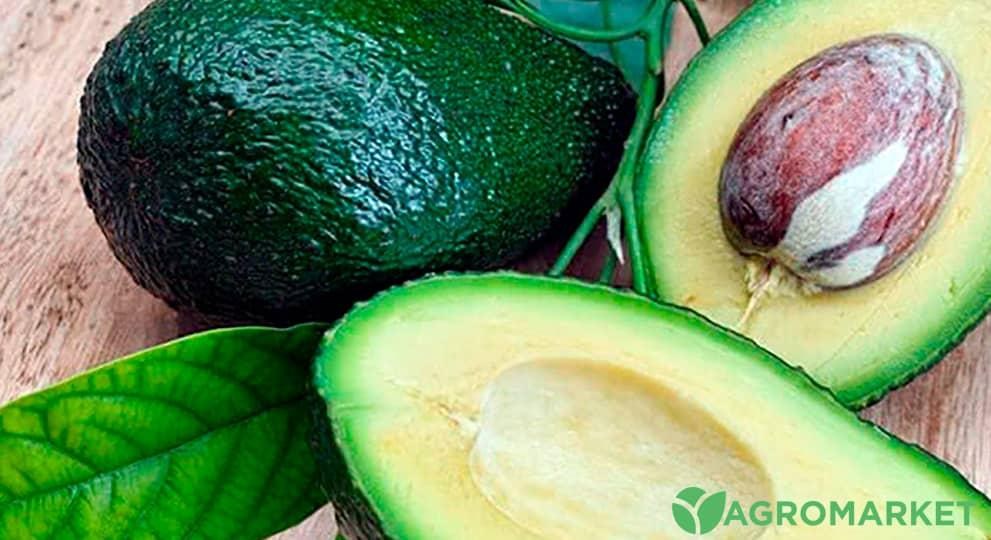 avacado1-min.jpg avacado1-min.jpg