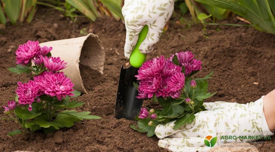 multiflora6.jpg multiflora6.jpg