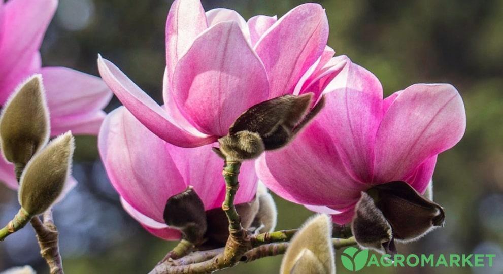 magnoliya2-min.jpg magnoliya2-min.jpg