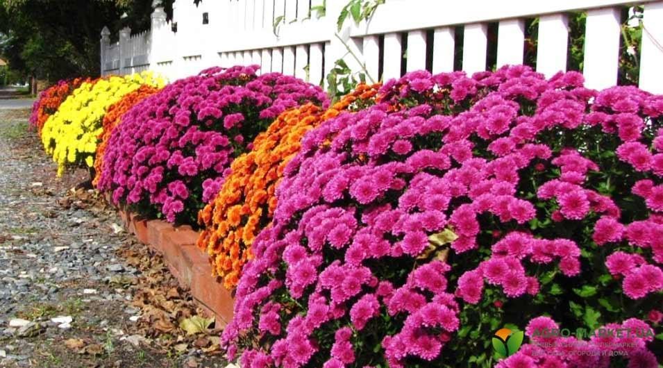 multiflora7.jpg multiflora7.jpg