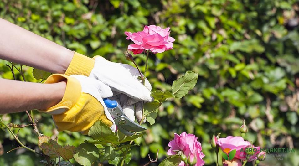 obrezka rozi.jpg obrezka rozi.jpg