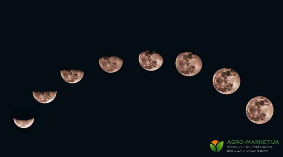 fazu luni.jpg fazu luni.jpg