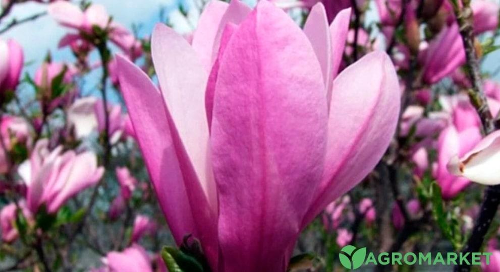 magnoliya4-min.jpg magnoliya4-min.jpg