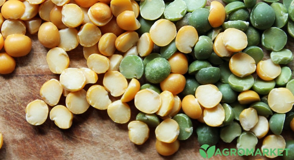 gorogh4-min.jpg gorogh4-min.jpg