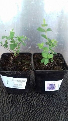 Жимолость "Атут" (ранній термін дозрівання, самий невибагливий і зимостійкий сорт) - фото 8