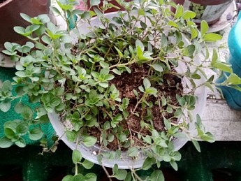 Душица обыкновенная (орегано) Компактум  - фото 3