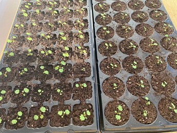 Земляника "Вальдштайнхен" ТМ "Солнечный март" 0,03г - фото 2