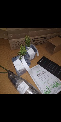 Туя западная "Smaragd Witbont" (контейнер Р9, высота 10-20 см) - фото 3