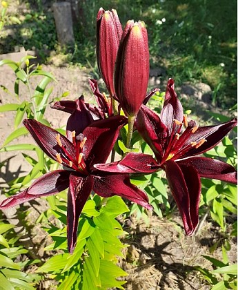 Лилия "Dimention" 1шт в упаковке - фото 3