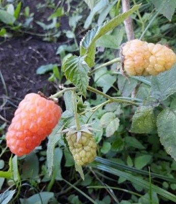 Малина "Оранжевое чудо" Эксклюзив! - фото 3