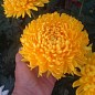 Хризантема зрізочна "Creamist Yellow" купить