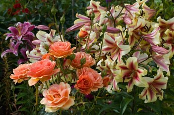 Лилия Гигант "Lavon"  - фото 2