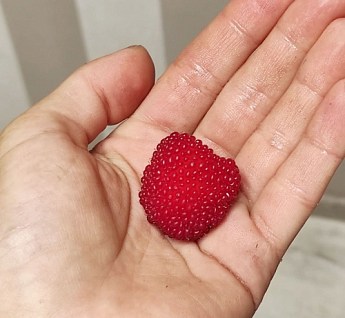 Тибетская малина "Мяо-Мяо" (средний срок созревания, дает очень крупные вкусные плоды) - фото 3