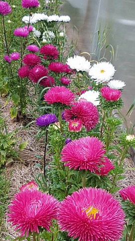 Астра "Королевский размер смесь" ТМ "Весна" 0.2г - фото 3