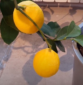 Лимон "Мейєра" (саджанець 2 роки) - фото 3