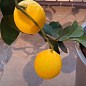 Лимон "Мейєра" (саджанець 2 роки) цена