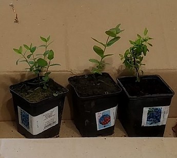 Жимолость "Ленинградский Великан" (ранний срок созревания, урожайный и крупноплодный сорт) - фото 4