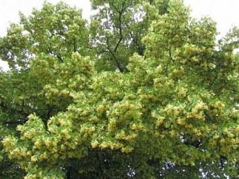 Липа світло-зелена "Королівська" (дуже ароматний сорт) висота 50-100см - фото 5