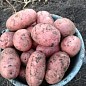 Картофель "Ред Скарлет" семенной ранний (1 репродукция) 1кг