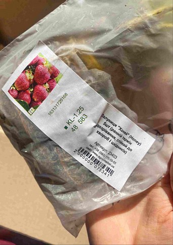 Полуниця "Хоней" (Honey) 5шт (ранній термін дозрівання, стійкий до хвороб і шкідників) - фото 8