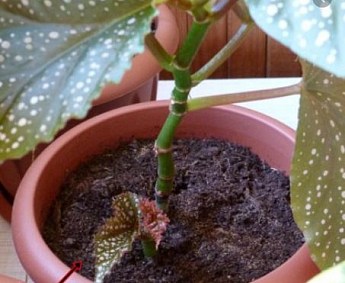 Стимулятор "Циркон" 1 мл - фото 2