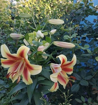 Лилия Гигант "Lavon"  - фото 3