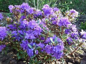 Рододендрон бузковий "Блю Тит" (Blue-tit) - фото 2