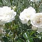 Троянда англійська "Біла сенсація" (саджанець класу АА +) вищий сорт