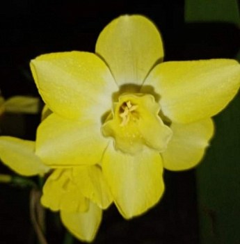 Нарцисс "Pipit" 2шт в упаковке - фото 3