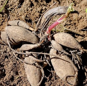 Георгина "Jessy" 1шт в упаковке - фото 3