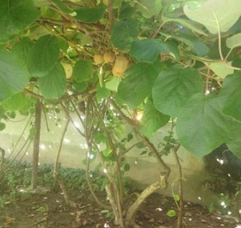 Киви "Бруно" (один из лучших сортов) - фото 4