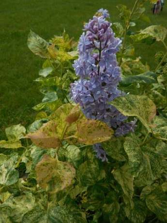Бузок строкатий "Аукубафолія" - фото 2
