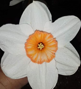 Нарцисс "Professor Einstein" (размер 12/14 , крупный) 2шт в упаковке - фото 3